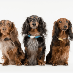 Tickless Mini Dog Hunde-Zeckenschutz mit Ultraschall