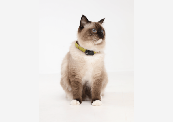 Tickless Mini Cat Katzen-Zeckenschutz mit Ultraschall