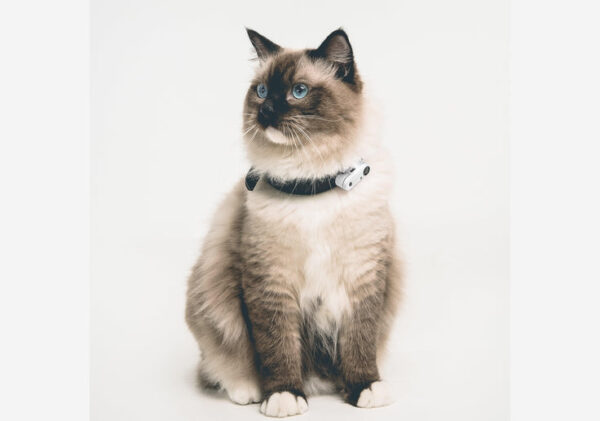 Tickless Mini Cat Katzen-Zeckenschutz mit Ultraschall