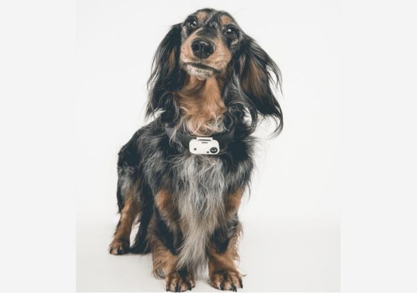Tickless Mini Dog Hunde-Zeckenschutz mit Ultraschall